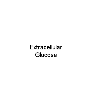 Extracellular Glucose